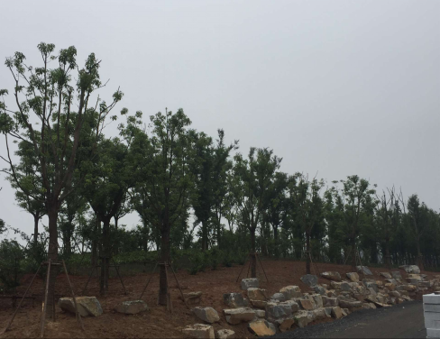 �����ʪ�ع�԰���۽���������ǹ�ľݪֲ